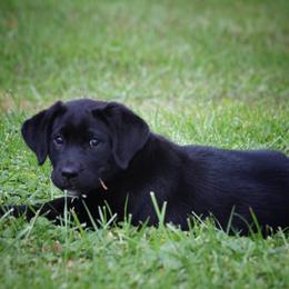 Labrador Retriever Puppies from Cary’s Buck Creek Retrievers
