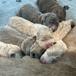 Labrador Retriever puppies from T3 Pups