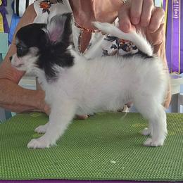 Franklin - Black and white male Chihuahua puppy in Cape Coral, Florida from Inspired Chihuahuas