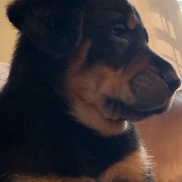 Black Collar - Black and rust male Beauceron puppy in Floyd’s Knobs, Indiana from Birdwing Beaucerons