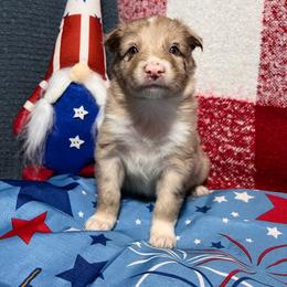 Sunnie - Red merle female Australian Shepherd puppy in Rose Hill, North Carolina from Motega Australian Shepherds