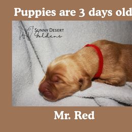 Mr. Red - Golden male Golden Retriever puppy in Edgewood, New Mexico from Sunny Desert Goldens