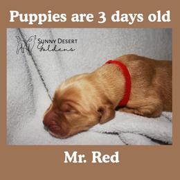 Mr. Red - Golden male Golden Retriever puppy in Edgewood, New Mexico from Sunny Desert Goldens