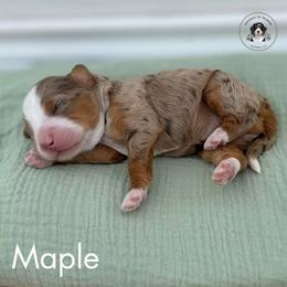 Maple - Tri-color female Bernedoodle puppy in Greenville, Texas from Doodles of Promise