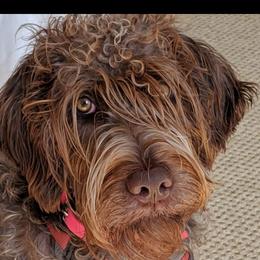 Molly - Wirehaired Pointing Griffon
