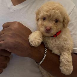 Heart - Apricot female Goldendoodle puppy in Richmond, Texas from Harper’s Heartbeats