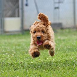 Pink Girl Cavadoodle - Red female Assorted Doodle Crosses puppy in Colonial Beach, Virginia from Bristol Mine Kennels