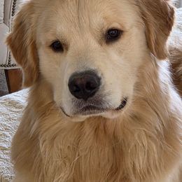 Golden Retrievers, Labrador Retrievers, and Samoyeds from Carefree Samoyeds & Deserthills Labradors