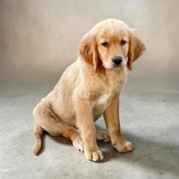 Green collar male - Letty - Golden male Golden Retriever puppy in Yucaipa, California from Blessed Goldens