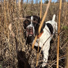 Sky - German Shorthaired Pointer