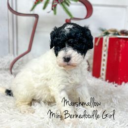 Marshmallow - Tri-color female Bernedoodle puppy in Grove, Oklahoma from Guinn Family Farms