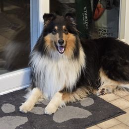 Travis - Collie