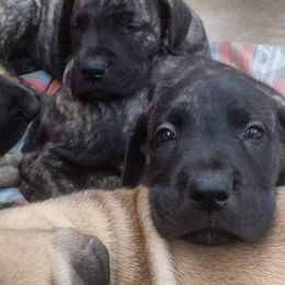 Great Dane Puppies from DaneDreams