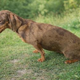 Pretty Girl - Dachshund