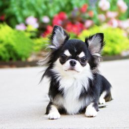 Kendrick - Black and tan male Chihuahua puppy in Orlando, Florida from Destiny Chihuahuas