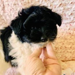 Assorted Doodle Crosses Puppies from Kendra’s Georgia Peach Pomapoos