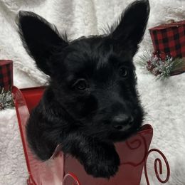 Scottie - Scottish Terrier