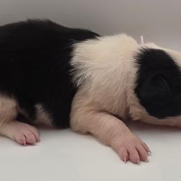 Pink - Black and white female Border Collie puppy in Itasca, Texas from KMA Ranch