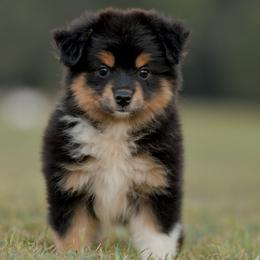 Dusky - Black tri female Toy Australian Shepherd puppy in Hartman, Arkansas from Southern Edition Aussies