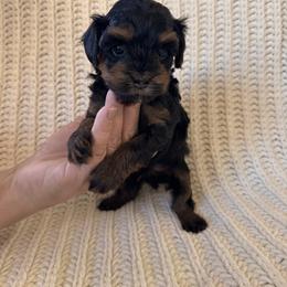 Owen - Black & tan male Maltipoo puppy in New Port Richey, Florida from Toy Poodles And Maltese Of Florida