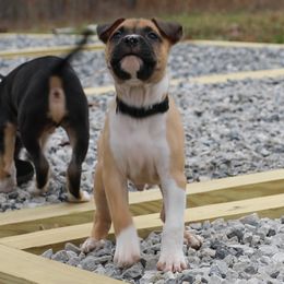Ganon - Fawn male American Staffordshire Terrier puppy in Hohenwald, Tennessee from AptiBull Terriers