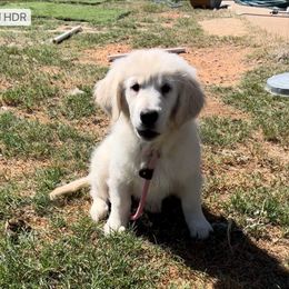 Boy 3 - Paul Revere - Light golden Golden Retriever puppy in Millsap, Texas from Cool Oaks Farm