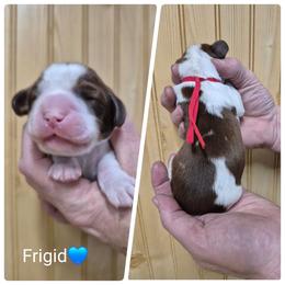 Frigid - Red and white male English Springer Spaniel puppy in Freeland, Michigan from McNally's Springer Spaniels