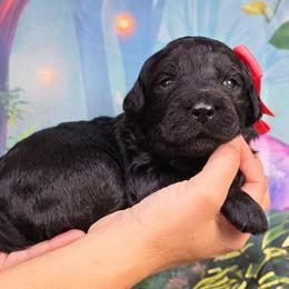Chai - Black female Goldendoodle puppy in Springfield, Oregon from Oregon's Oodles of poodles & doodles