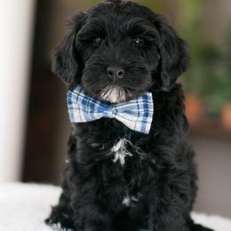 Australian Labradoodle Puppies from Hunterberry Hill Labradoodles