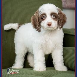 Betty - Brown and white female Cockapoo puppy in Connersville, Indiana from Deaz Doodle Ranch