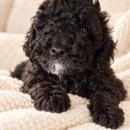 Jane - Black female Poodle puppy in Aurora, Oregon from Divine Poodles