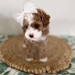 Goldendoodle and Poodle Puppies from French Creek Doodles