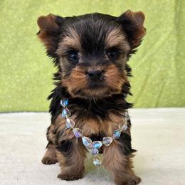 Dottie TEACUP - Blue and gold female Yorkshire Terrier puppy in Monticello, Iowa from Ashley’s Puppies