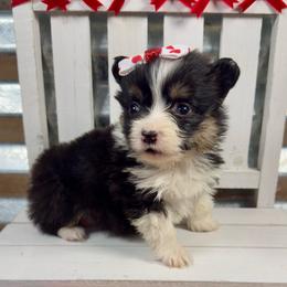Pip - Black and tan female Pembroke Welsh Corgi puppy in Hotchkiss, Colorado from Grand Mesa Corgis