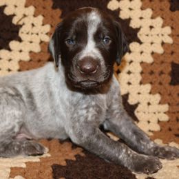 German Shorthaired Pointer Puppies from GLC Pointers
