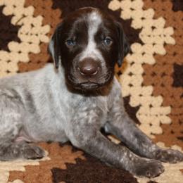 German Shorthaired Pointer Puppies from GLC Pointers