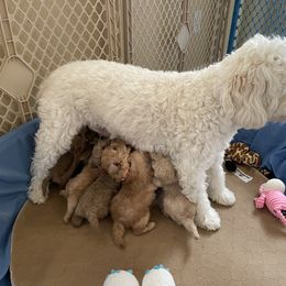 Goldendoodle Puppies from Angel’s Goldendoodle Pups