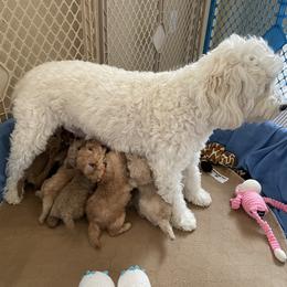 Goldendoodle Puppies from Angel’s Goldendoodle Pups