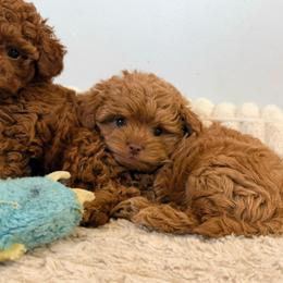 Toy F1b - Red male Cavapoo puppy in Wamego, Kansas from Doodles of Oz