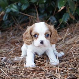 Micah - Blenheim male Cavalier King Charles Spaniel puppy in Lula, Georgia from Cavaliers by Crumley
