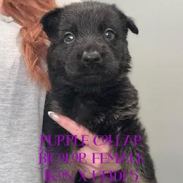 Purple collar - Bi-color female German Shepherd puppy in Canterbury, Connecticut from Nachtwaechter German Shepherds, LLC