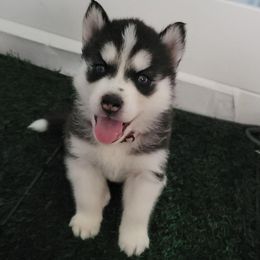 Pink.girl - Black and white female Siberian Husky puppy in Willoughby, Ohio from WolfPackk