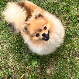 Eunice - Red sable female Pomeranian puppy in Sprague, Washington from Poetry Poms