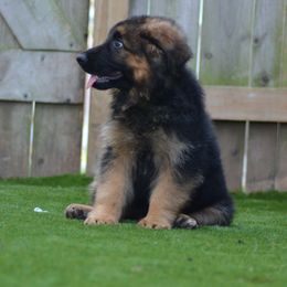 German Shepherd Puppies from Vom Cronje Haus German Shepherds