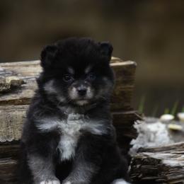 Basil - Wolf sable male Pomsky puppy in Coos Bay, Oregon from Ocean View Pomskies