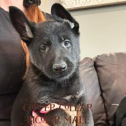 Copper collar - Bi-color male German Shepherd puppy in Canterbury, Connecticut from Nachtwaechter German Shepherds, LLC