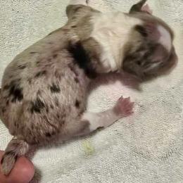 Blue Merle female - Blue merle female Aussiedoodle puppy in Campbell, California from Mini AussieDoodle Puppies