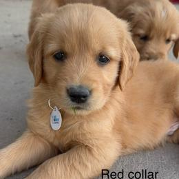 Red collar boy - Golden male Golden Retriever puppy in Petaluma, California from Contango Goldens
