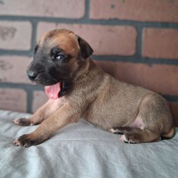 Fawn Female 2 - Fawn female Great Dane puppy in Cunningham, Kansas from Garden Grove Great Danes