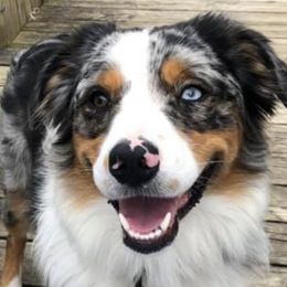 Australian Shepherds from WV Yankee Aussies